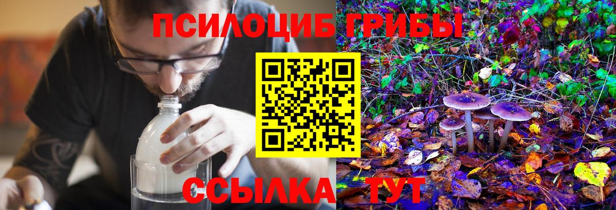 Псилоцибиновые грибы Psilocybe Ачхой-Мартан