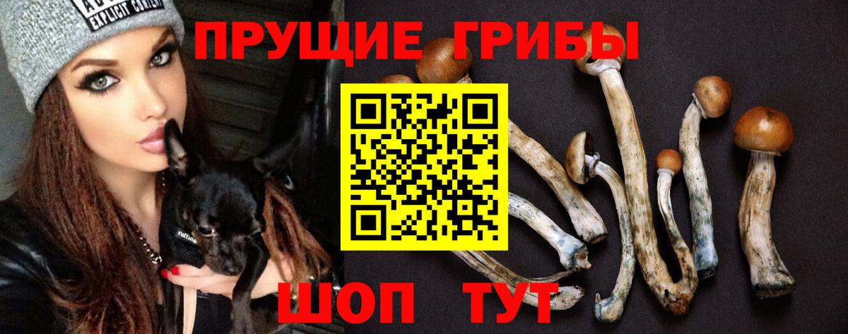 купить  сайты  Ачхой-Мартан  Галлюциногенные грибы Psilocybine cubensis 